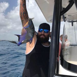 Meet your Posher, Collins